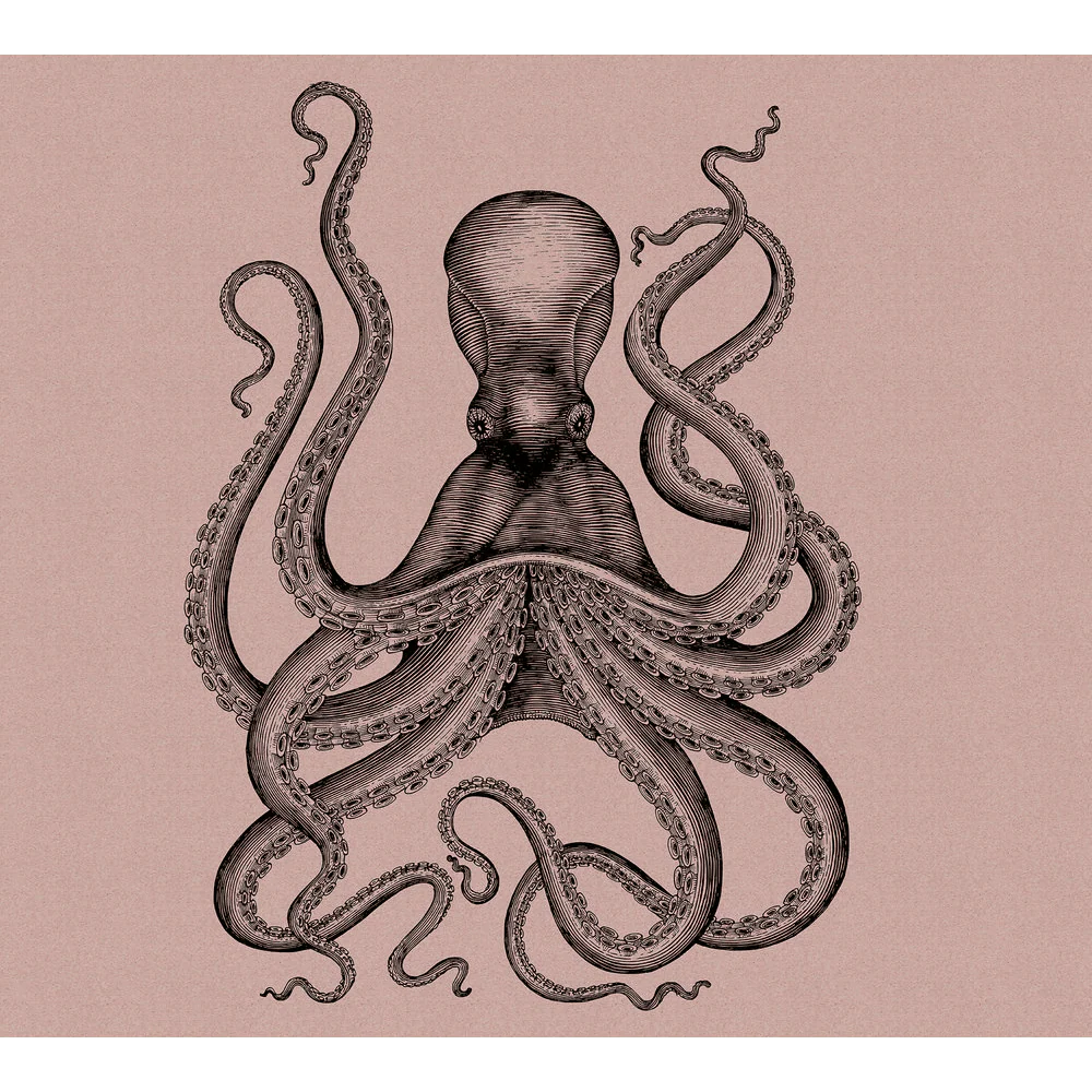POLPITO - Image 2