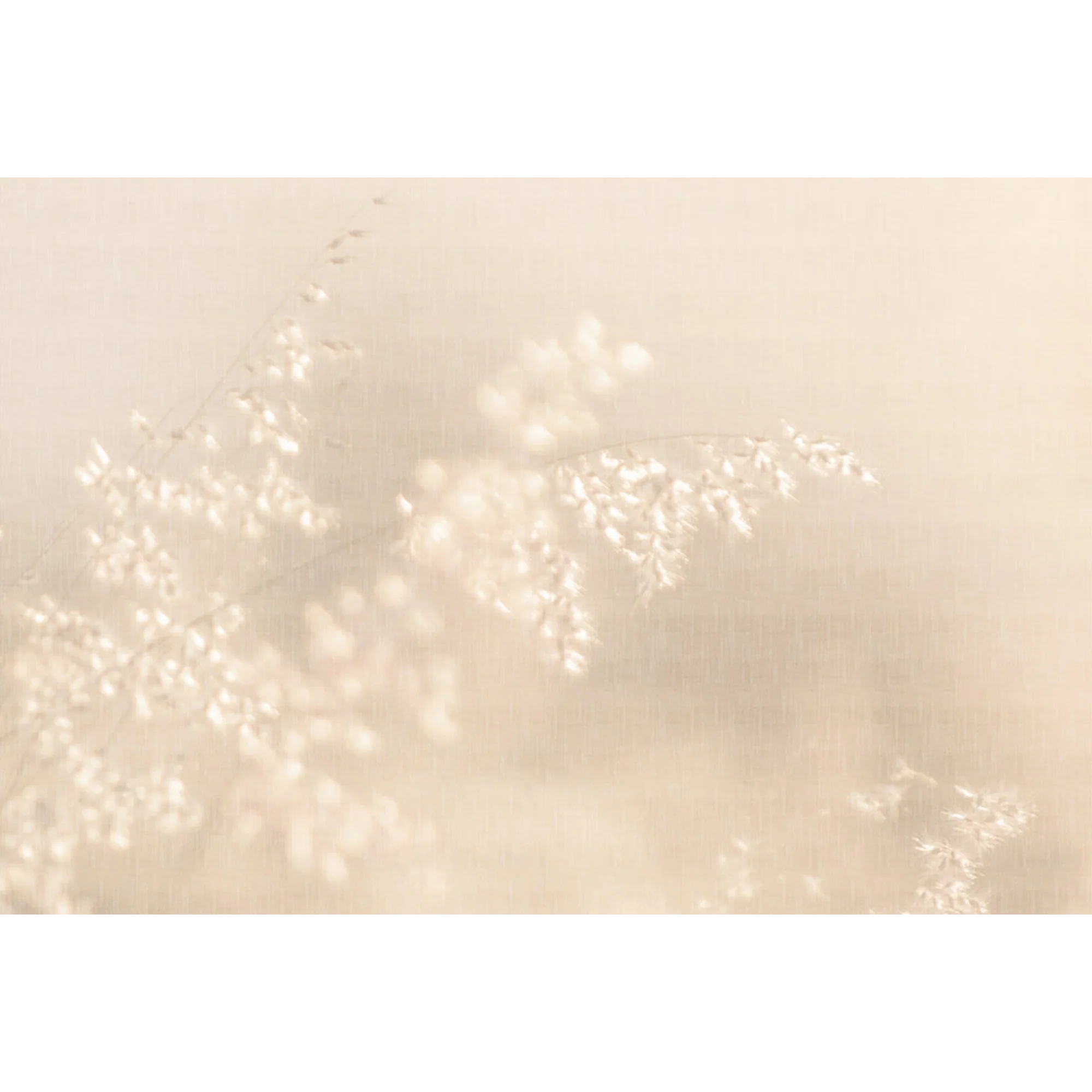 WISDOM - Image 2