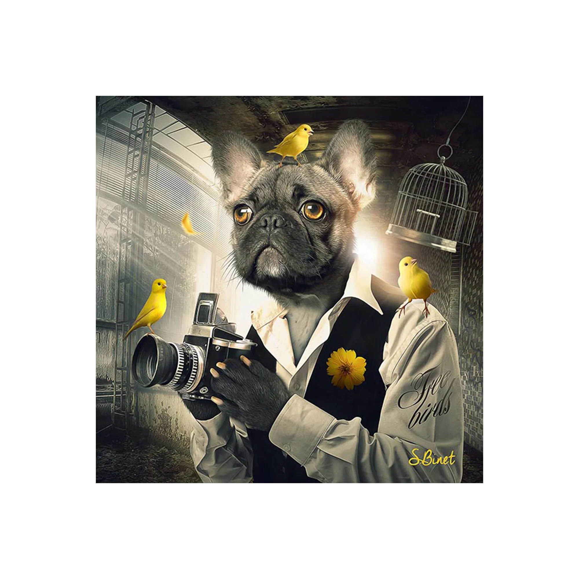 BINET CHIEN PHOTO